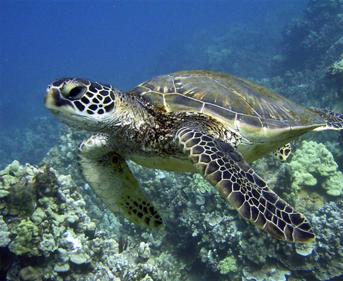 ハウウラ Pats At Punalu'Uアパートホテル エクステリア 写真